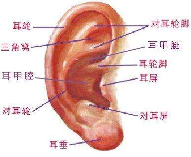 颈椎病诊断方法之耳诊