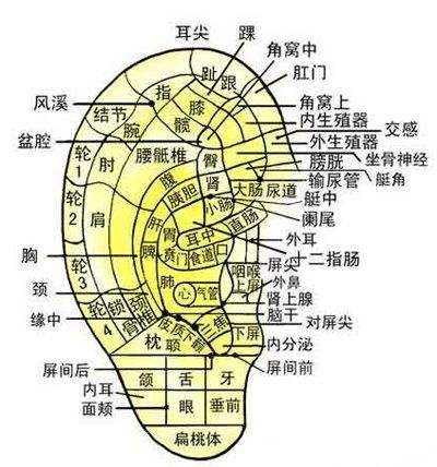 耳穴贴压法治疗颈椎病
