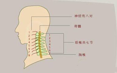 颈椎椎体图